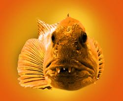 Scary-looking fish.